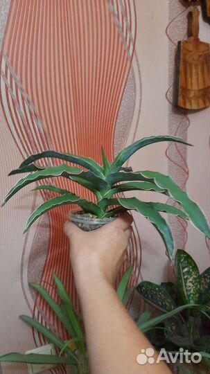 Сансевиерия блу кью взрослая
