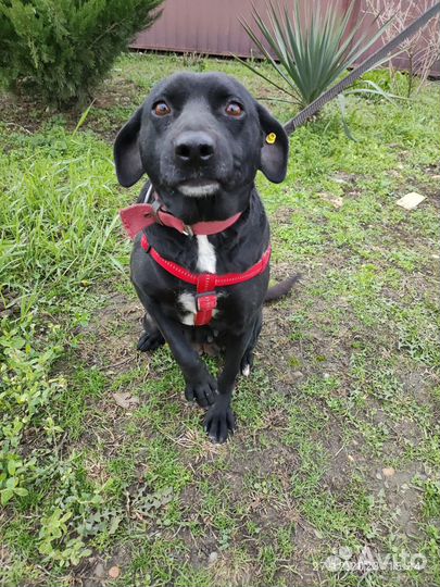 Отдам в добрые руки