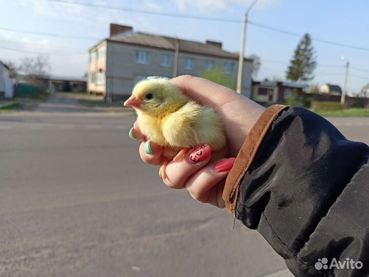 Живая домашняя птица