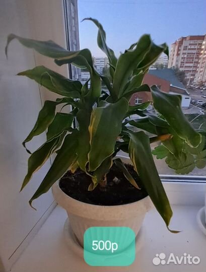 Драцена Фрагранс Голден Кост