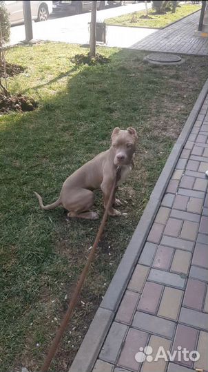 Выгул собак