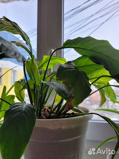 Лимон. Спатифиллум Женское счастье. Педилантус