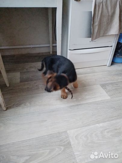 Немецкая овчарка