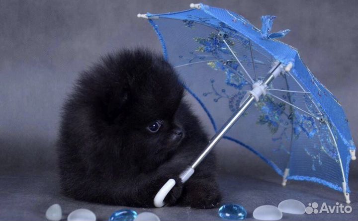 Померанский шпиц