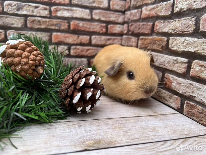 Морская свинка Калифорния крем с шп, мальчик