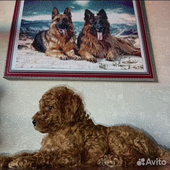 Карликовый пудель