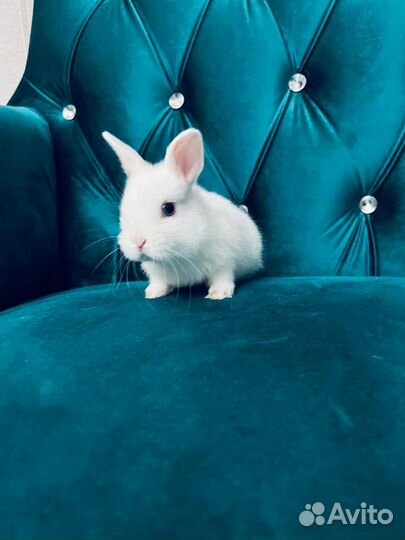 Кролики мини разные породы карликовые