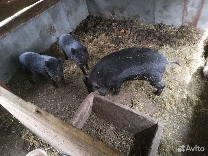 Хряк и свинка