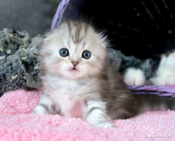 Серебристый мрамор вислоухий котенок