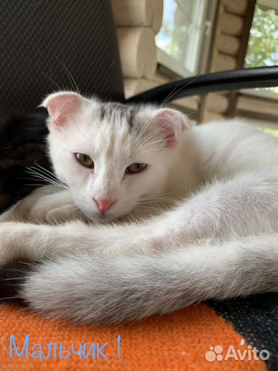 Котята в добрые руки