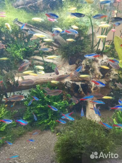 Аквариумные рыбки