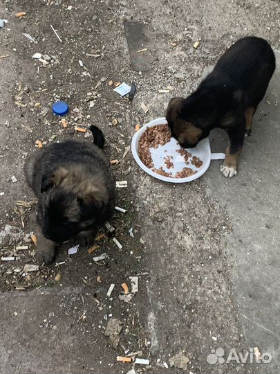 Щенки бесплатно