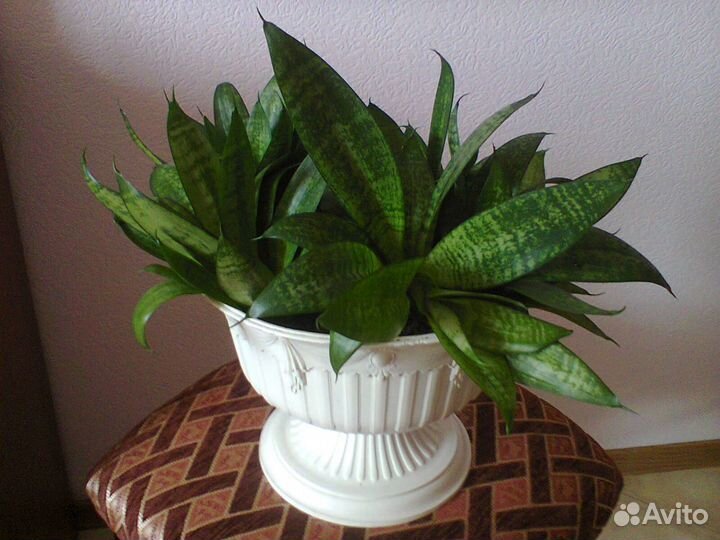 Сансевиерия Тещин язык