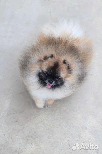 Померанский шпиц вязка кобель