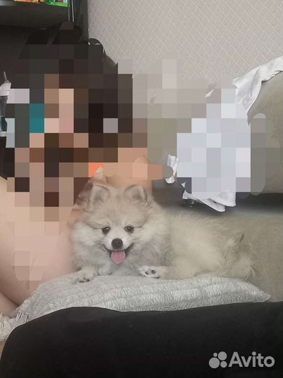Щенки немецкого шпица