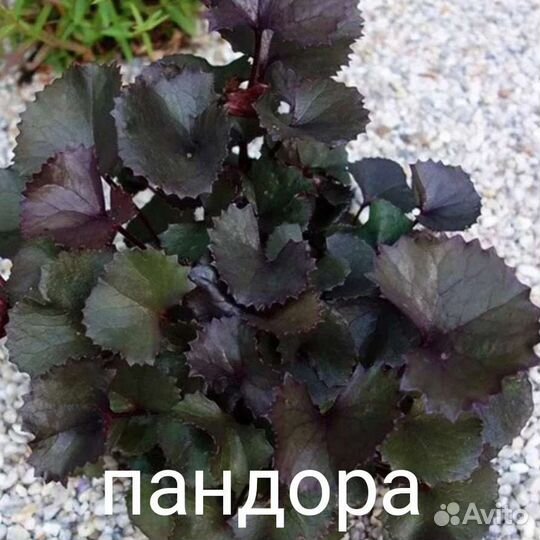 Растения для тенистого сада