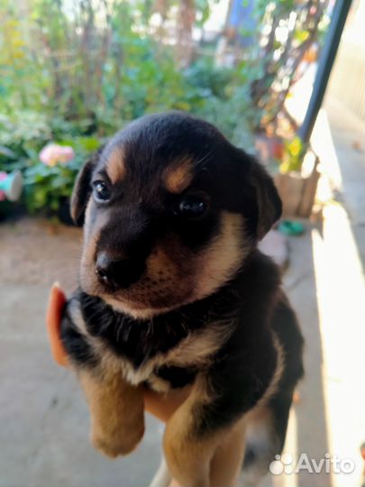 Щенок в добрые руки