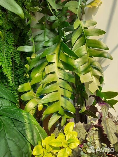 Эпифиллум Морниера