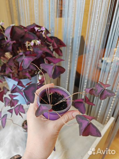 Оксалис, кислица