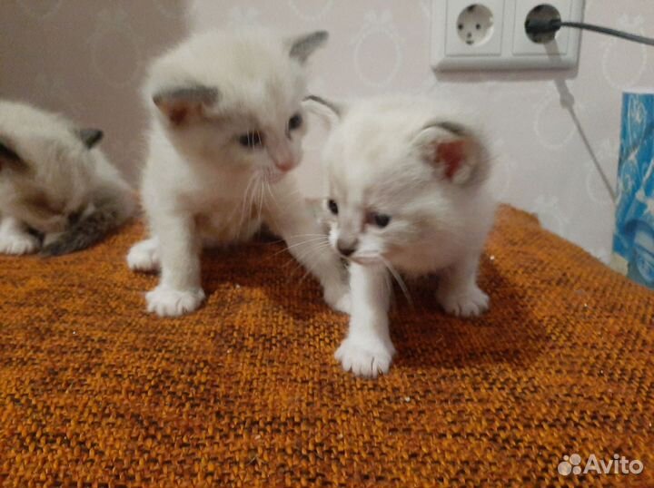 Невская маскарадная в добрые руки