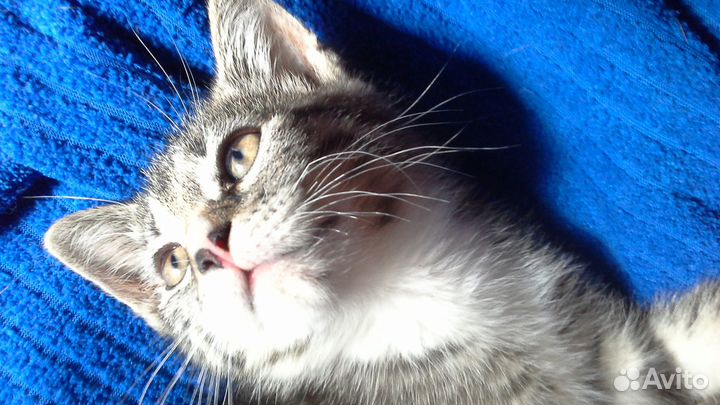 Котёнок 1,5 месяца трёхцветка умненький