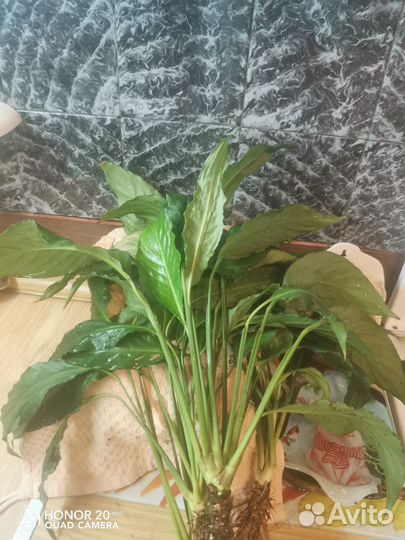 Комнатные растения.женское счастье Спацифиллум