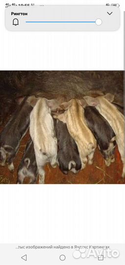 Продам поросят