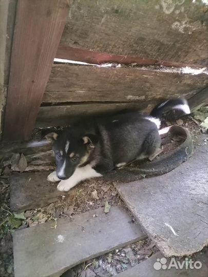 Отдам шенков девочек метисов