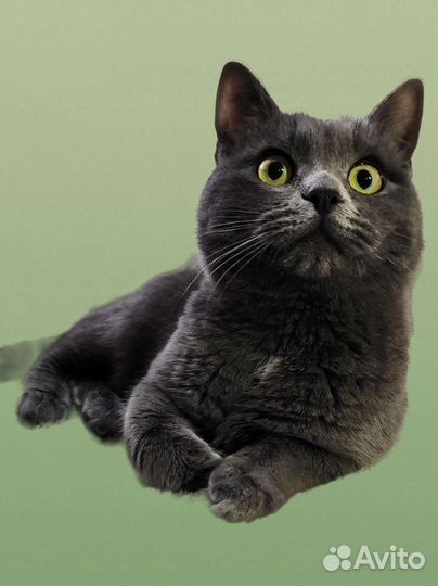 Дымок в добрые руки