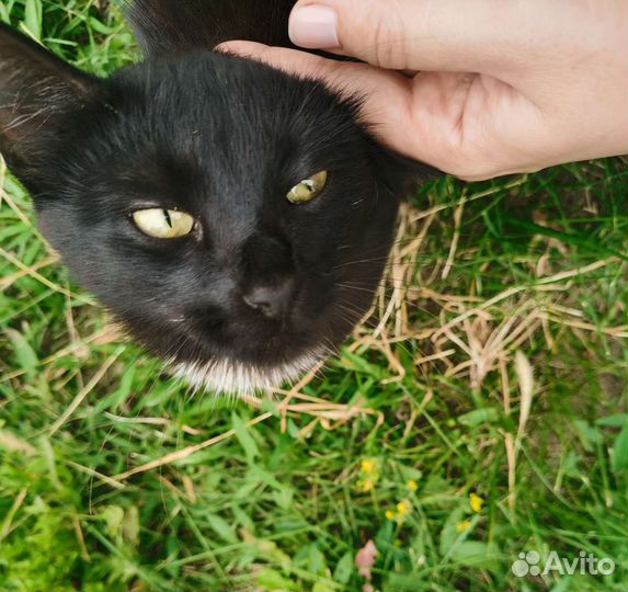 Кошка в добрые руки