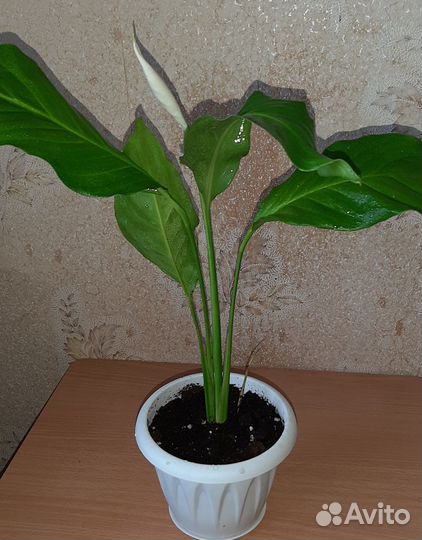 Растение спатифиллум широколистный