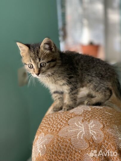 Кошки в добрые руки бесплатно