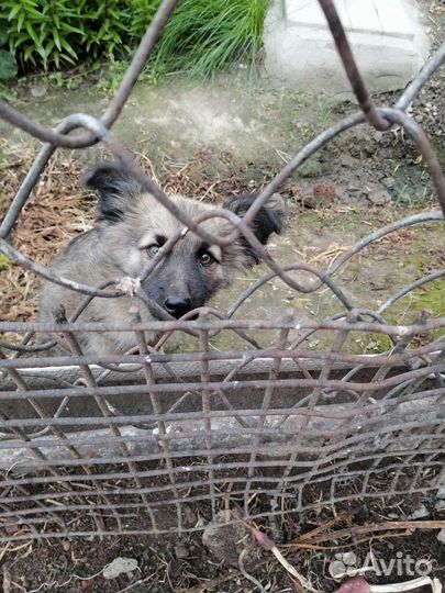 Кто потерял свою собачку