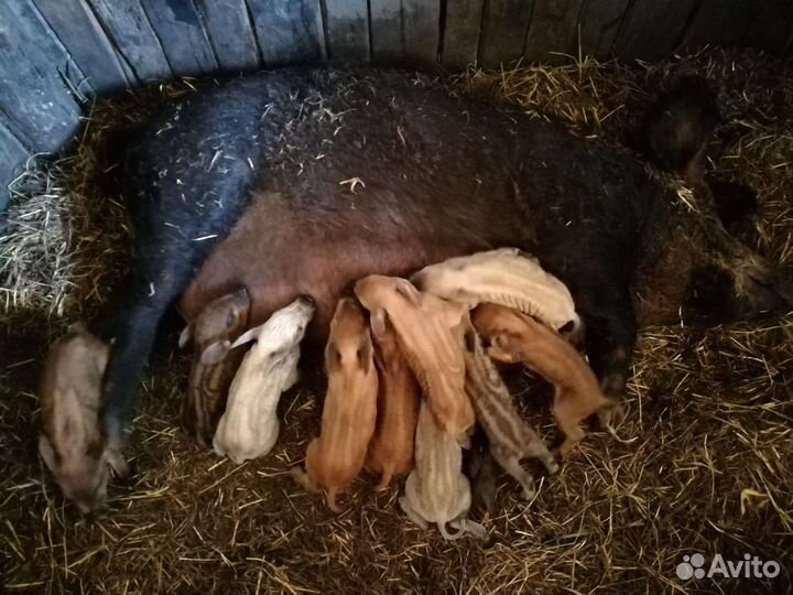 Продам поросят венгерской пуховой мангалицы