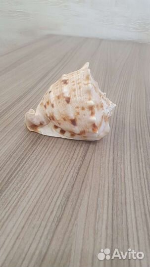 Раковина ракушка