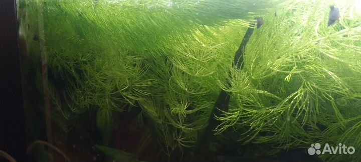 Водоросли для аквариума. Роголистник