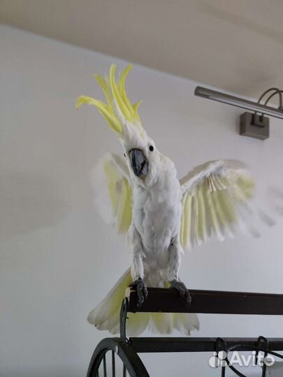 Желтохохлый какаду