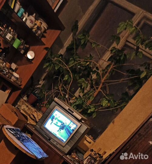 Сиделка с проживанием