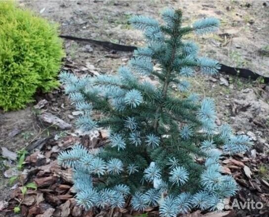 Семена голубой ели Рио Гранде