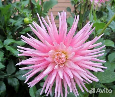 Георгины рассада