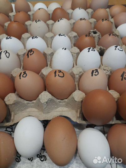 Домашние куриные яйца