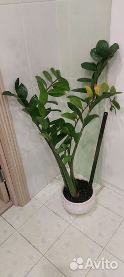 Замиокулькас