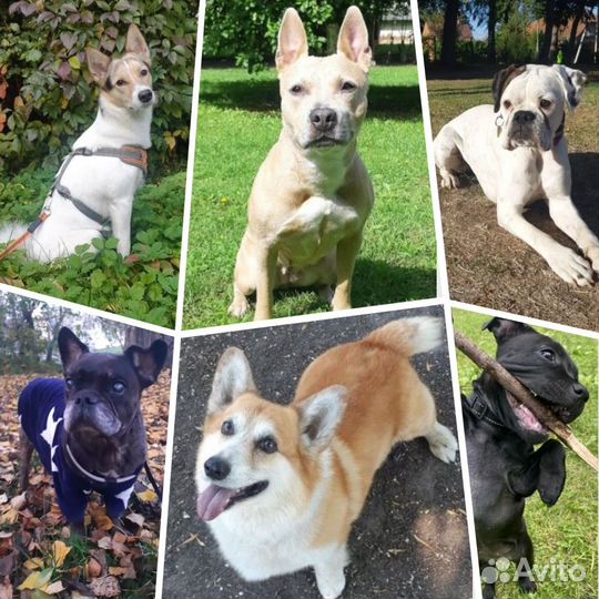 Передержка (с отзывами). Бронирование на отпуск