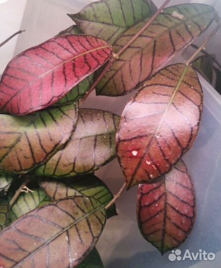 Хойя гудин гадинг