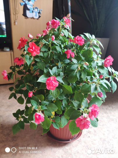 Комнатные цветы.Синги,Бальзамины,Монстера