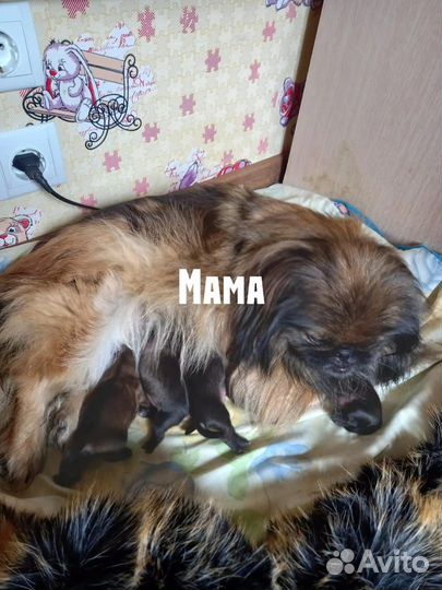 Щенки пекинеса