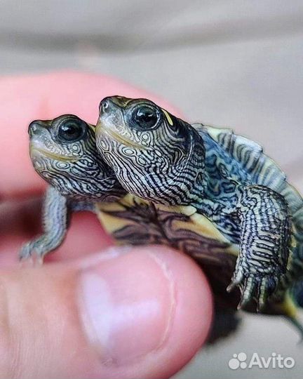 Водная черепаха