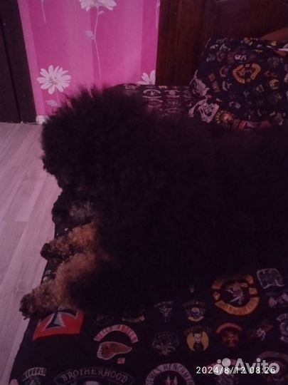 Продам собаку