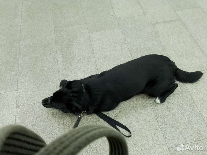 Собака метис лайки