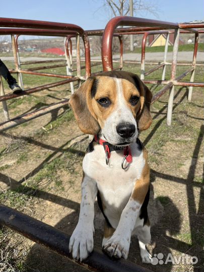 Бигль вязка